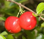 Acerola ? egzotyczny superowoc z superherbaty