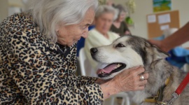 Pies w roli terapeuty – pomoc dla osób z chorobą Alzheimera Zdrowie, LIFESTYLE - Psychologowie i terapeuci przekonują, że obecność psów ma istotny wpływ na leczenie nie tylko niepełnosprawnych i upośledzonych dzieci, lecz także osób starszych, w tym cierpiących na chorobę Alzheimera.