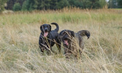 Dzień Dogoterapii – przytulaj swojego czworonoga