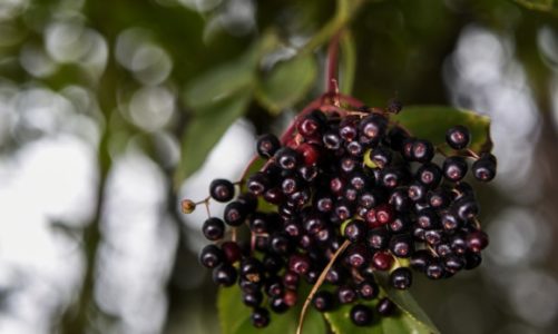 Czarny bez – naturalny sposób na zdrowie