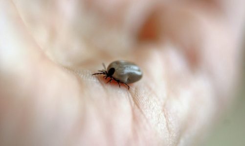 Na boreliozę chorujemy znacznie częściej, niż myślimy