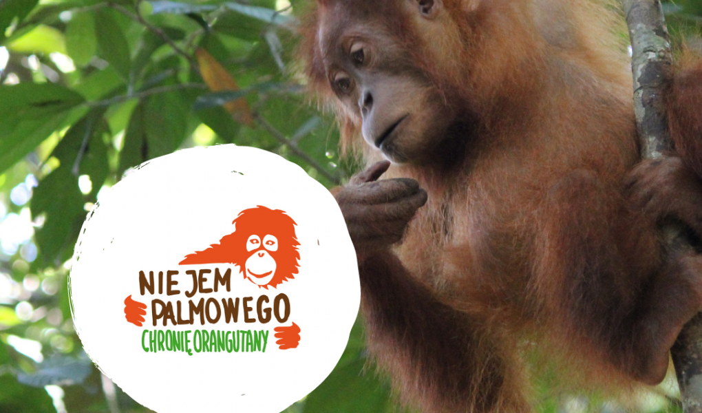 Nie jem palmowego!