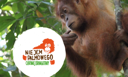 Nie jem palmowego!