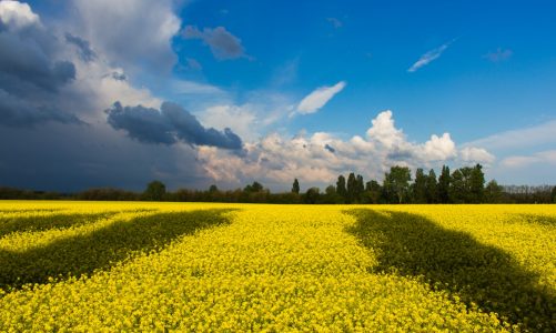 Rusza infolinia dla lekarzy i rodziców z Ukrainy – Polskie Towarzystwo Onkologii i Hematologii Dziecięcej